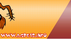 Bgpets.info - pets image gallery
