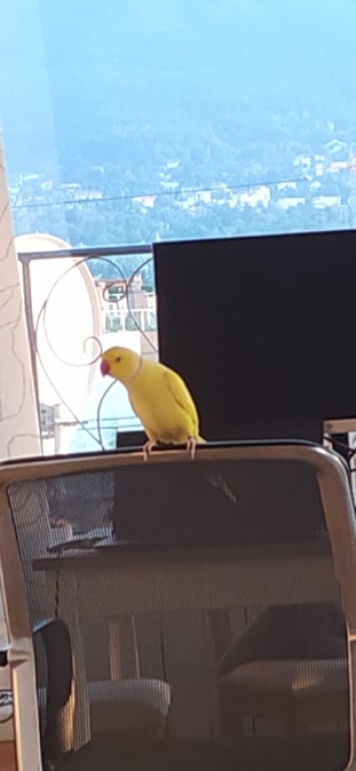 Намерен жълт папагал