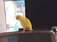 Намерен жълт папагал
