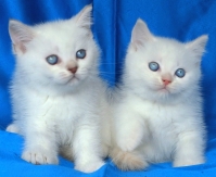 Британски мъжки котенца със сини очи