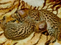 Afrikanski serval bebeta i karakal