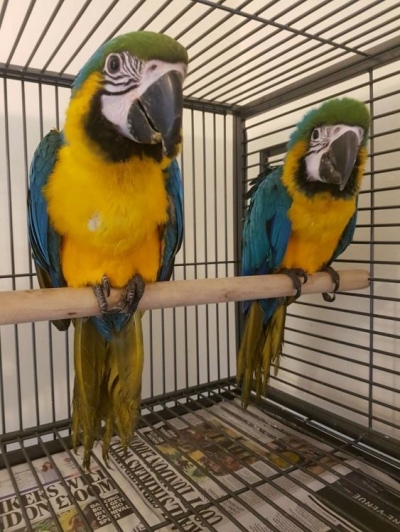 Сини и златисти папагали ара