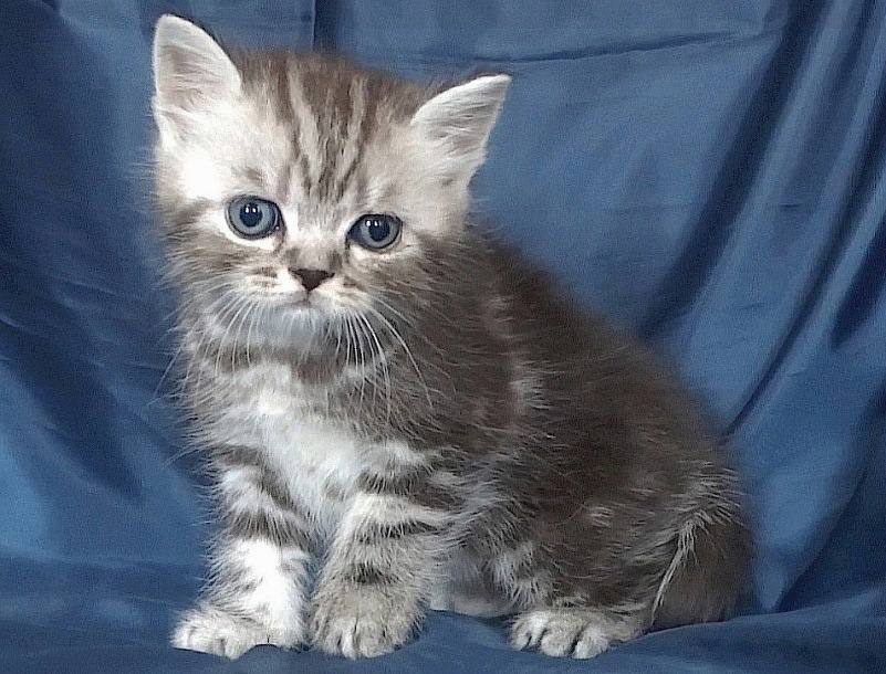 Силвер таби - мъжко котенце