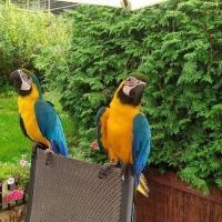i have 3 years old macaws parrot for sale
