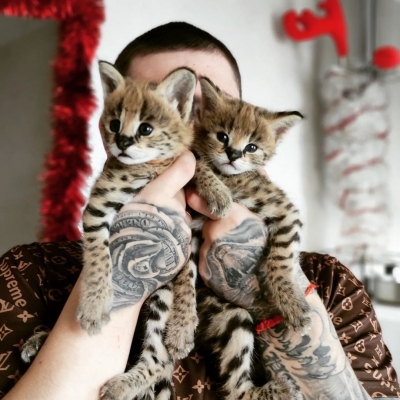 savannah f1 kitten und caracal, caracat, serva