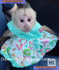 Продавам социализирани бебета маймуни капуцин