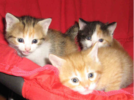 Три малки котета