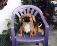 Rex