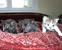 четири котета