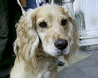 Лъки
