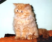 Leo