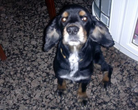 Bruno