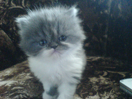 персийско коте