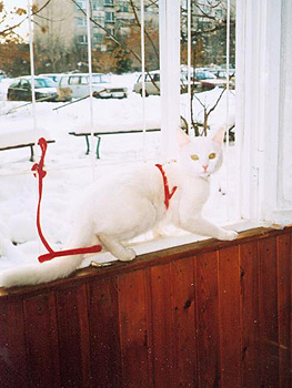 Белла