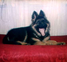 Djeri Liy