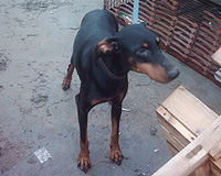 Dobi