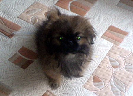 ApuHa