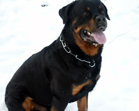 Marki