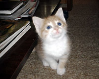Kote jyli