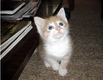 Kote jyli