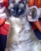 Mimi