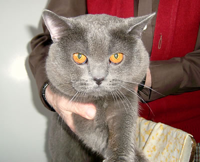 Archibald & Vesuvius