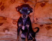 beti