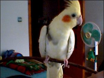 Коко