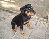 Kora