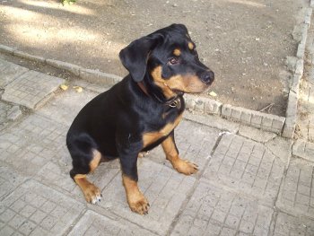 Kora