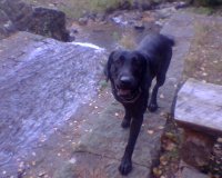 roko