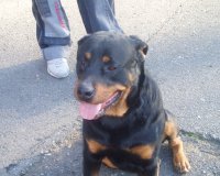 Bruno