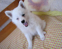 Maksi