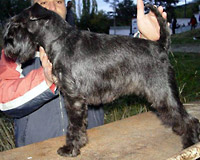 Bebeta Zwergschnauzer