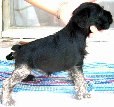 Bebeta Zwergschnauzer