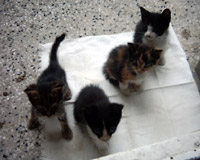 котка