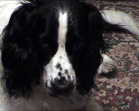 bucky
