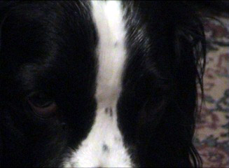 bucky