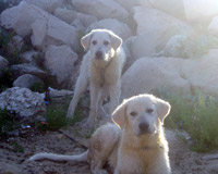 bella i bel4o