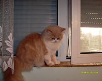 lizi