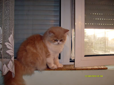 lizi