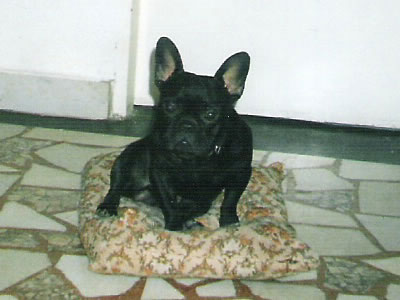 Фред