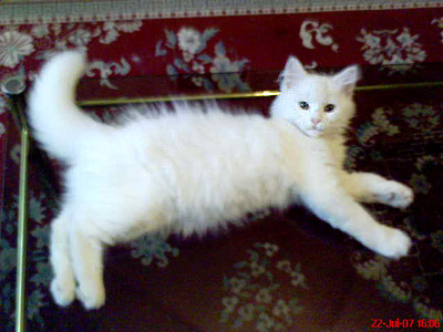 Алби