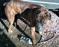 roki