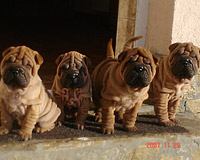 bebeta shar-pei