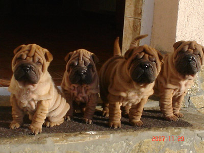 bebeta shar-pei