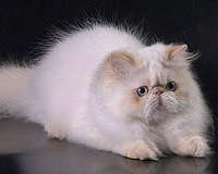 Unico