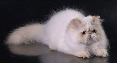 Unico