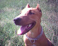 Max