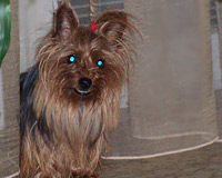 Fredy